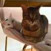 Oscar und Viktor aus dem Tierschutz