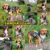 Sandia ist sehr lieb und freundlich