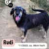 Sanfmutiger RUDI sucht seine Menschen