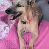 LOLO (Rescate)