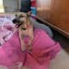 LOLO (Rescate)