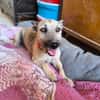 LOLO (Rescate)