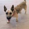 LOLO (Rescate)