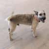 LOLO (Rescate)