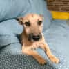 LOLO (Rescate)