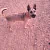 LOLO (Rescate)