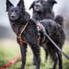 Girica kroatischer Schäferhund Hündin
