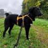 TAMMO * Freundlicher Hundejunge