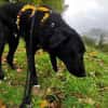 TAMMO * Freundlicher Hundejunge