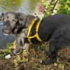 TAMMO * Freundlicher Hundejunge