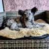 Toto 40 cm (Pflegestelle)