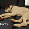 Bounty wird mutig und entdeckt die Welt