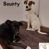 Bounty wird mutig und entdeckt die Welt