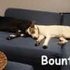 Bounty wird mutig und entdeckt die Welt