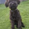 Rokko, Riesenschnauzer (geb. 05/2025)