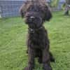Rokko, Riesenschnauzer (geb. 05/2025)