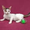 Kleine entzückende Katze KiRA 5,5 Monate