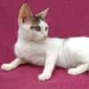 Kleine entzückende Katze KiRA 5,5 Monate