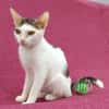 Kleine entzückende Katze KiRA 5,5 Monate
