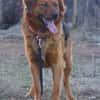 Toller Familienhund Niko