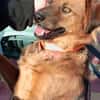 Toller Familienhund Niko