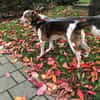 Manju - ein eher ruhiger Hund