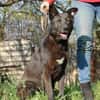 Schäferhündin Garica (Blacky)