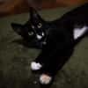 Verspielter TIBERIUS sucht sein Zuhause!