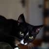 Verspielter TIBERIUS sucht sein Zuhause!