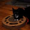 Verspielter TIBERIUS sucht sein Zuhause!