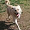 Kleiner Labbi-Mix Sherlock sucht Couch!