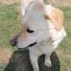 Kleiner Labbi-Mix Sherlock sucht Couch!