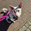 Daisy sucht ihre Menschen