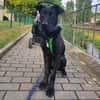 Zeno sucht seine Zuhause