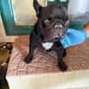 Stick - eine misshandelte Bulldogge