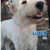 Luben - Wuschelkopf mit Herz