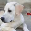 Mia - verschmust und kuschelbedürftig