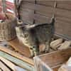 Angel (FIV+) - schöner, lieber Tiger