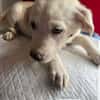 Kleine Lina ❤🐾 sucht liebevolle Hundee