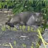 Sultan (FIV+) - liebenswert & freundlich