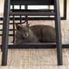 Sultan (FIV+) - liebenswert & freundlich