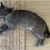 Sultan (FIV+) - liebenswert & freundlich