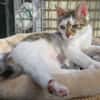 KITARA
