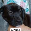 Moka