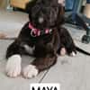 Maya