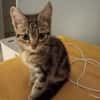 COTON