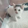 CALINE