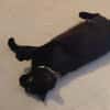 MINETTE