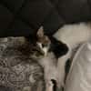 Zazou aus dem Tierschutz