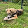 💙 Lieber Junghund Diesel sucht dich! 🐾